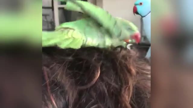 Parrot Decides To Take Bath In Woman's Hair