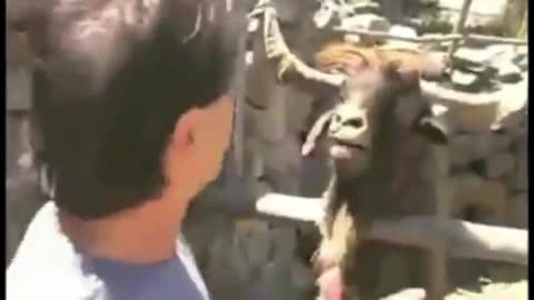 Funny Goats Screaming like Humans video
