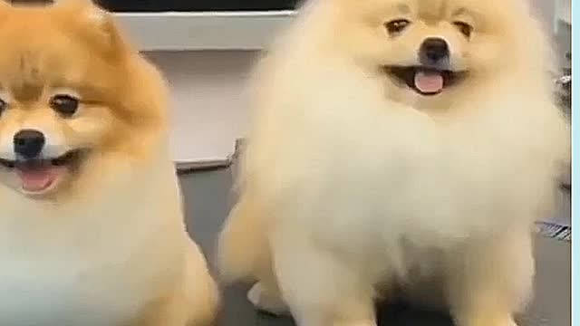 #funnydog #dogs #alldogs Unbelievable!!! Funny Dog Videos Try Not To Laugh 🦴🐕🐶✔️11