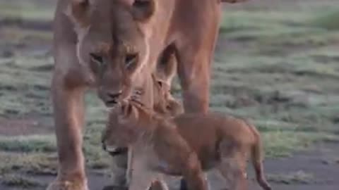 Lion playing