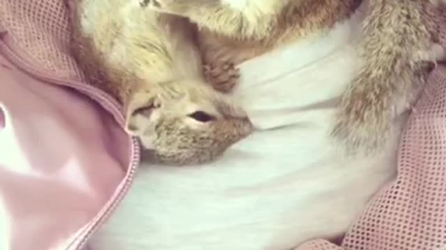 Mom squirrel grooming her baby while tucked in her owners shirt