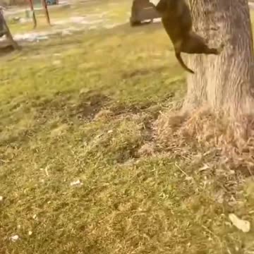 BEST OF THESE AMAZING FUNNY ANIMALS VIDEOS 2022 #shorts #animals #viral