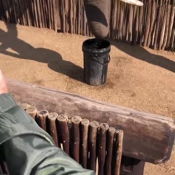 Big African Elephant drinking water