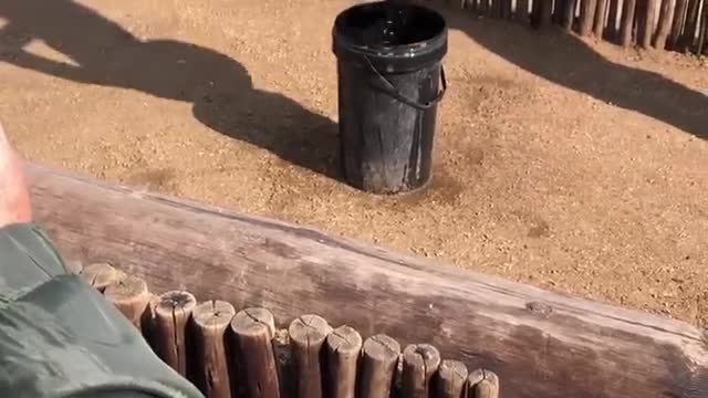 Big African Elephant drinking water
