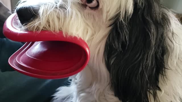 Dog Turns Frisbee into Mouthguard