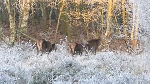 Reindeer in forest