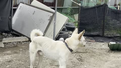 Korean puppy is tied to a leash