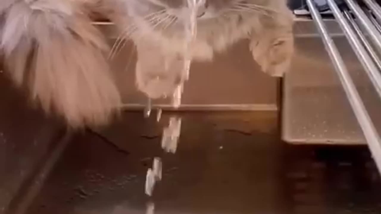 Funny cat video