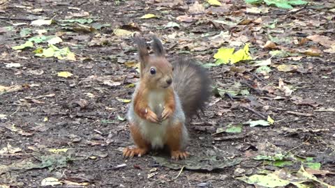 A Cute Squirrel Is Eating! Nice Scene