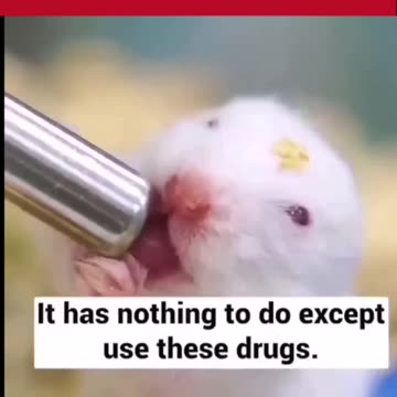 Konsekvenser av isolering