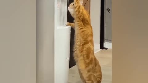 Omg So Cute Cat Funny Moments