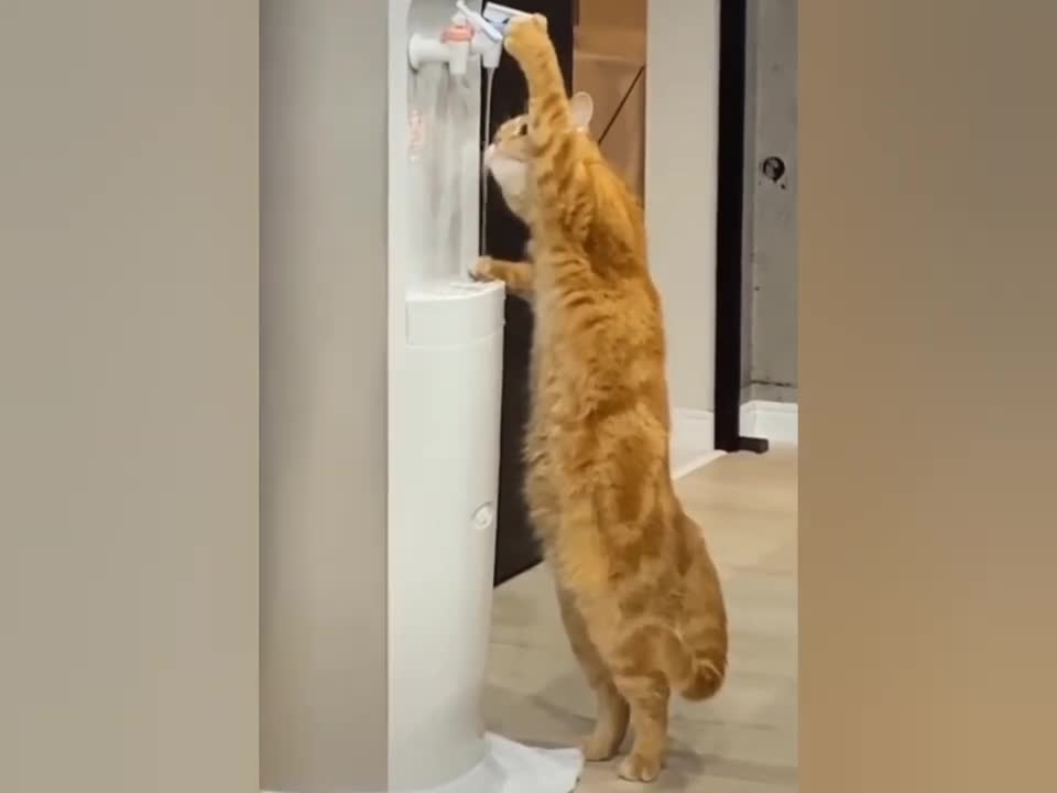 Omg So Cute Cat Funny Moments