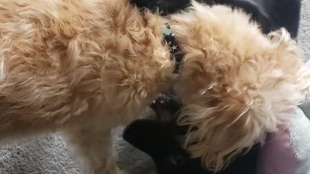 New Puppy Play Time