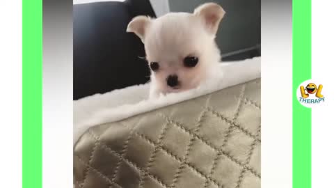 Compilation of Chihuahua puppies