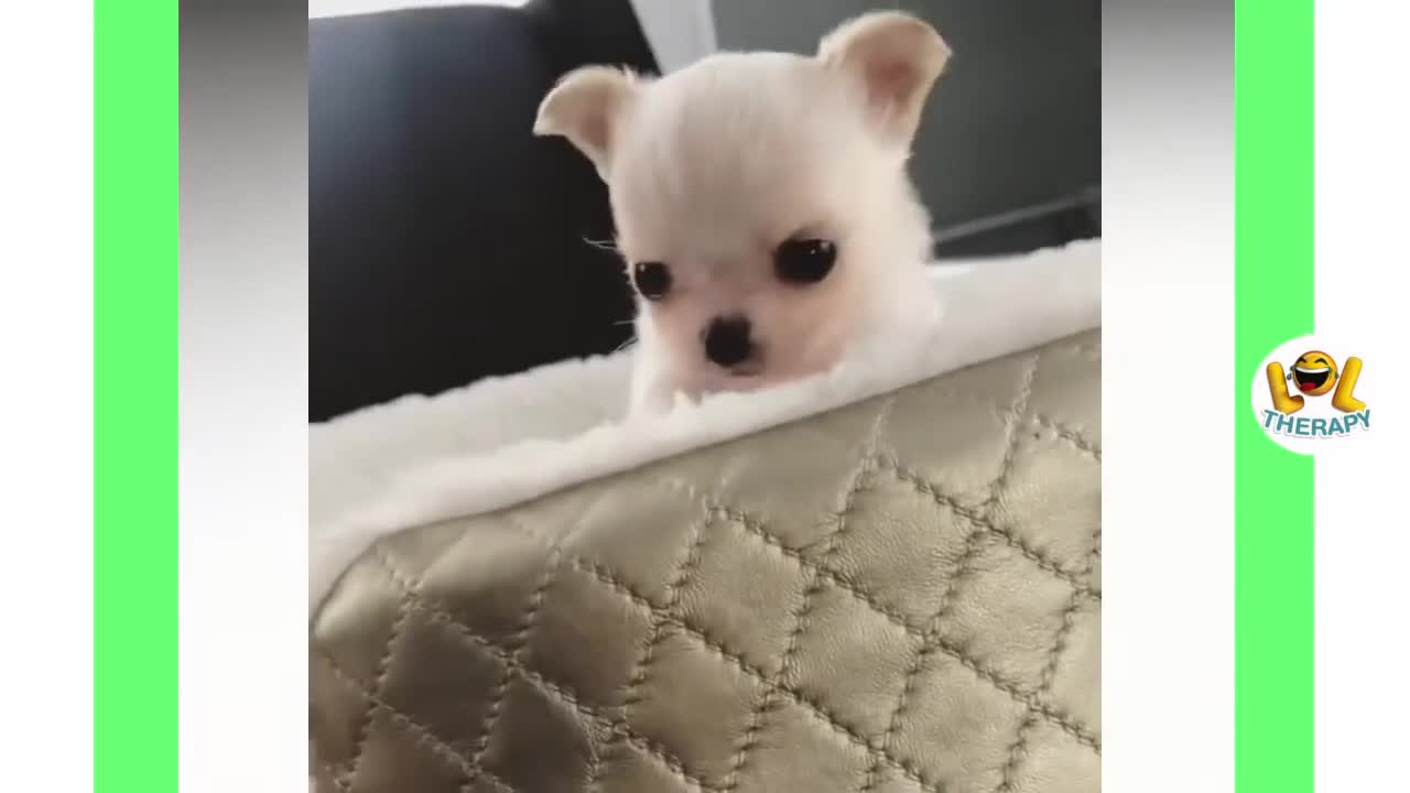 Compilation of Chihuahua puppies