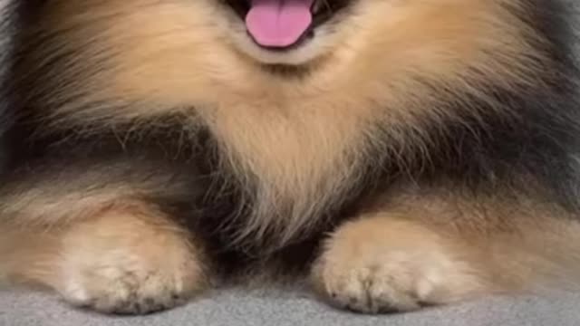 Funny and Cute Dogs Videos Compilation