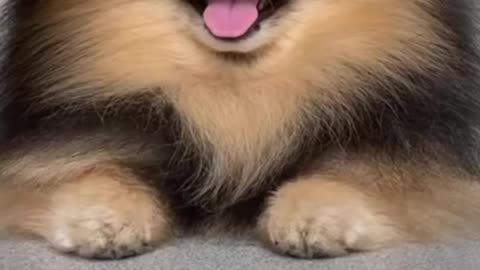 Funny and Cute Dogs Videos Compilation