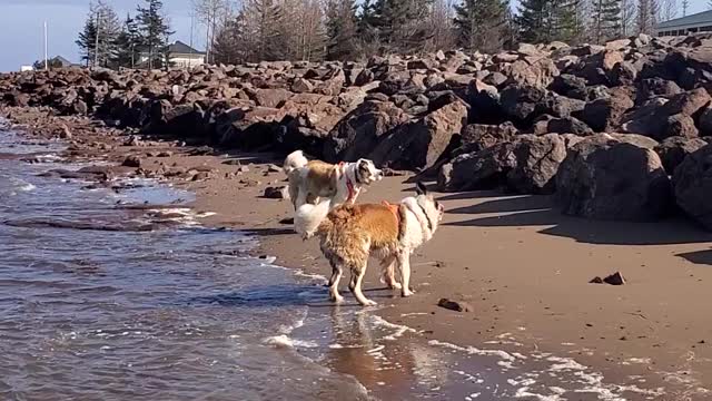 St Bernard's chasing