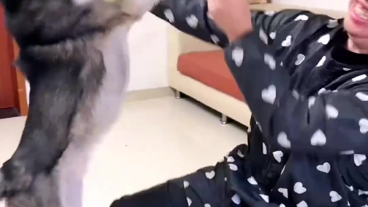 Funny animal videos
