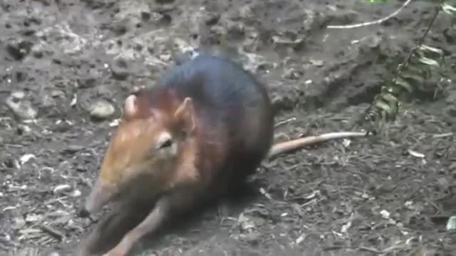 Animals Amazing