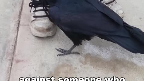Crow Is Smarter Than A 7 Year Old || LetsgoScience