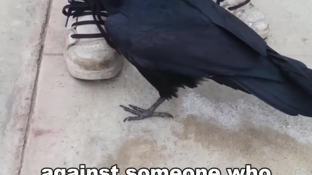 Crow Is Smarter Than A 7 Year Old || LetsgoScience