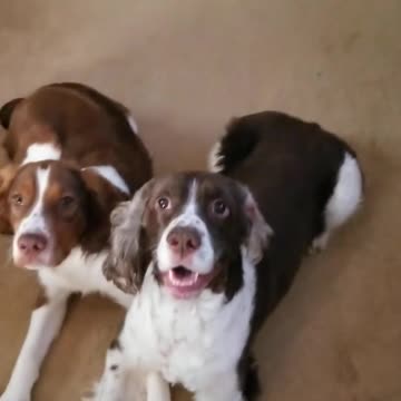 Down cue with Max and Sadie