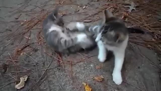 Kitten Fight in MMA style