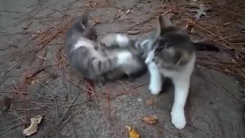 Kitten Fight in MMA style