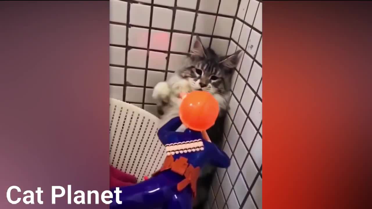 Funny Cats Video Compilation 2021 Must See