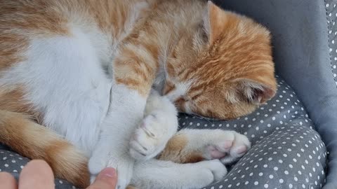 Touching the feet of a yellow cat sleeping curled up.