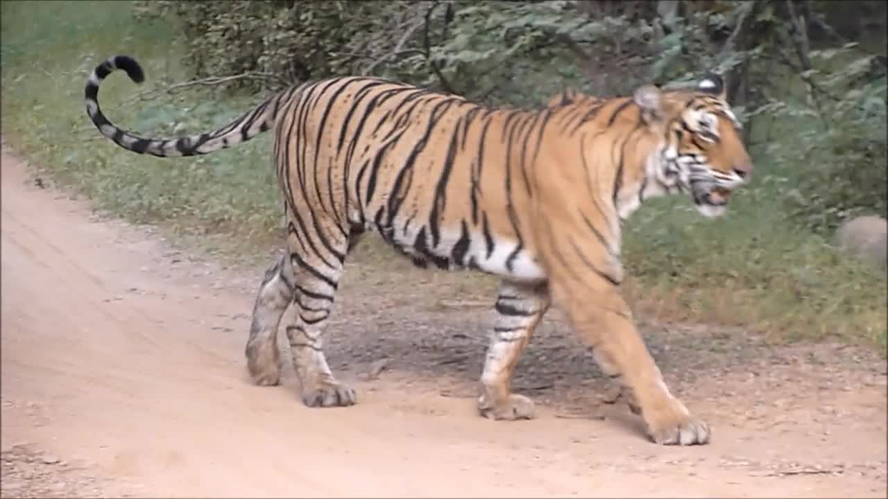 Tiger ROAR- TIGER ROARING TO CALL THE MATE OR CUBS. RANTHAMBHORE TIGER RESERVE -SAFARI