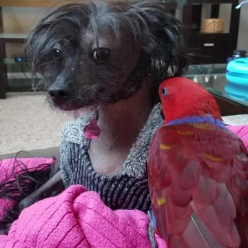Ruby Doo the Parrot Preening Her Dog Friend Henry