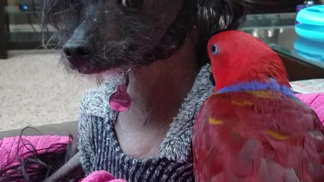 Ruby Doo the Parrot Preening Her Dog Friend Henry