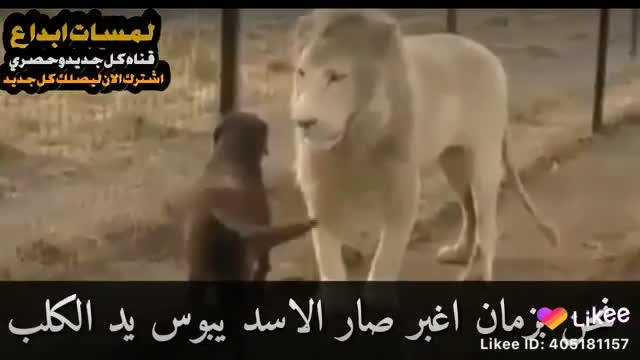 See what a lion does with a dog.