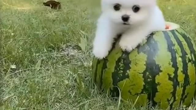Cute puppy-// Most femous Pomeranian puppies on Instagram shorts video