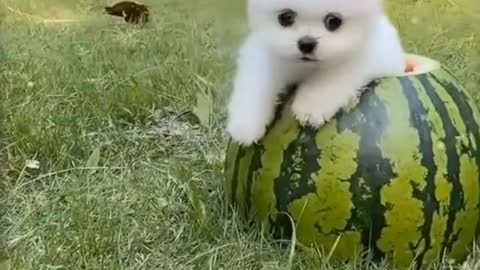 Cute puppy-// Most femous Pomeranian puppies on Instagram shorts video