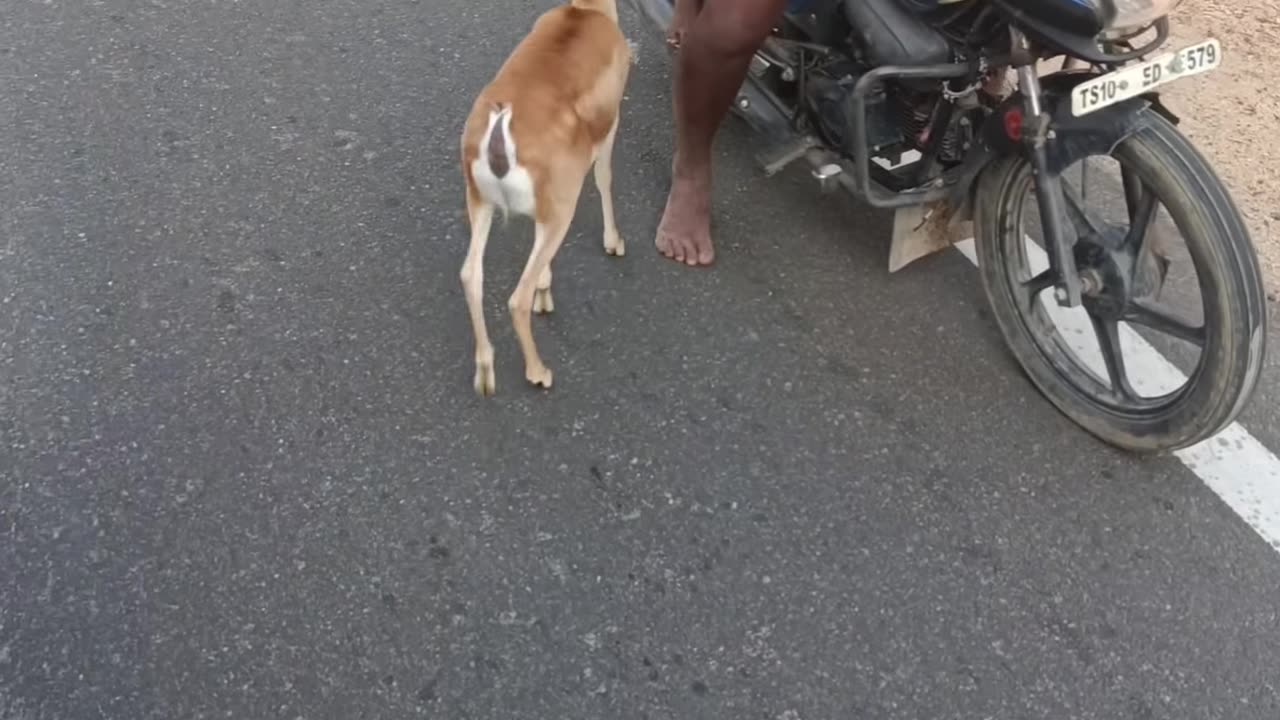 Love Animals 💝