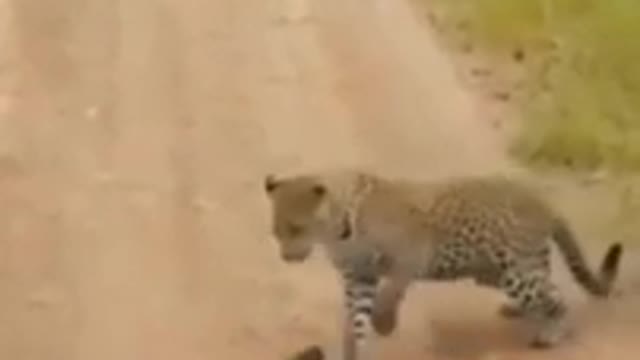 Leopard funny attack - shorts World of animals