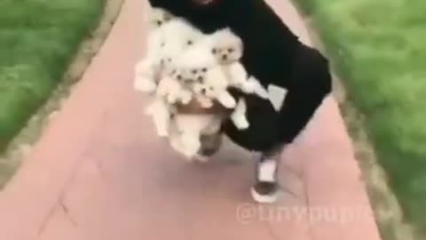 cute and funny dog video compilation_#shorts