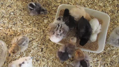 Two weeks old roulroul chicks