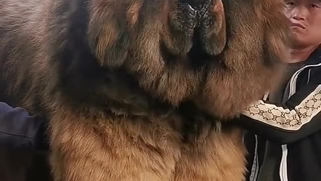 Normal Dog, just floppy.
