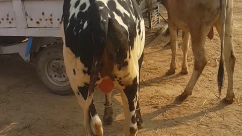 اقبال نگر منڈی ۔کھیرا وچھا ڈیمانڈ (210000) روپے