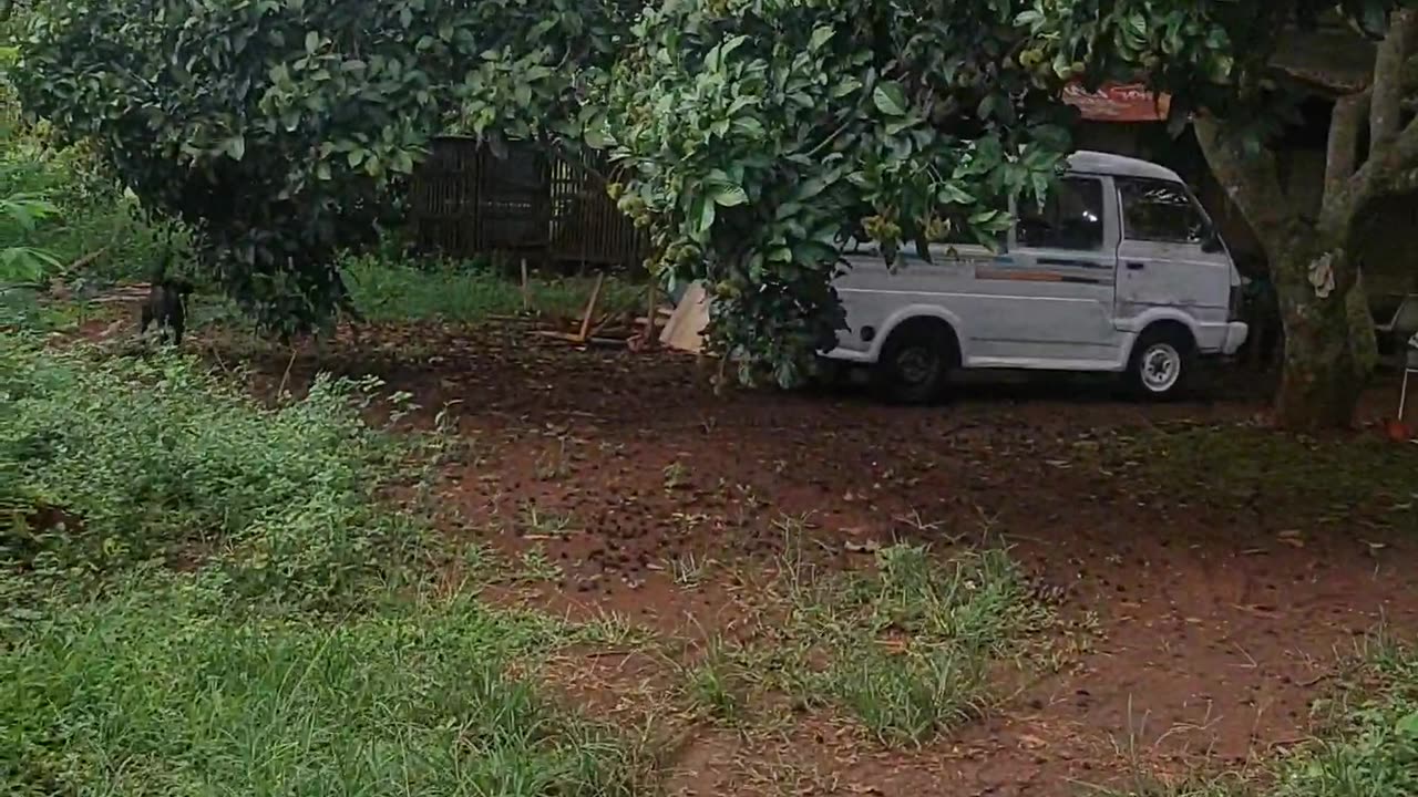 Bigini cara mitra kelas online memperkenalkan lahan untuk budidaya ikan lele