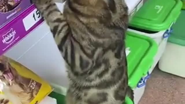 Case at the pet store