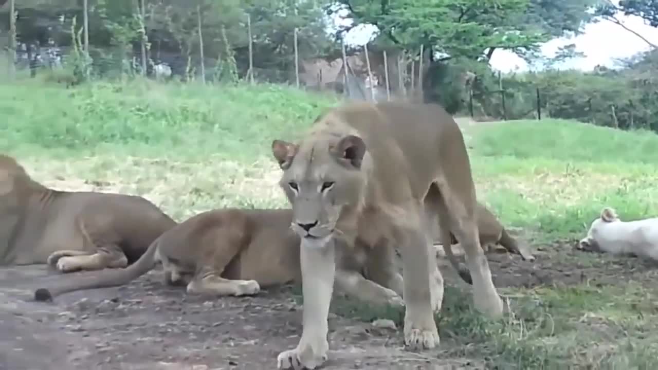 Two lions attack car with tourists