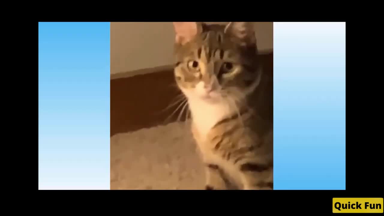 Dogs and Cats Very Funny Videos