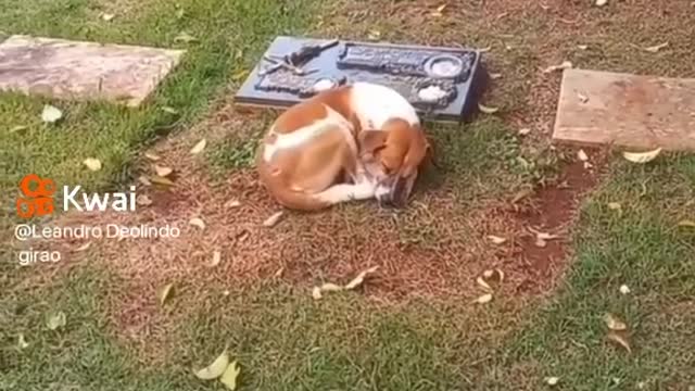 dog refuses to leave its owner's grave-very exciting