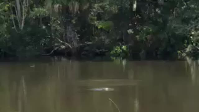 Gator bites