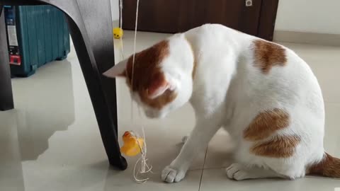 Cute and funny cat